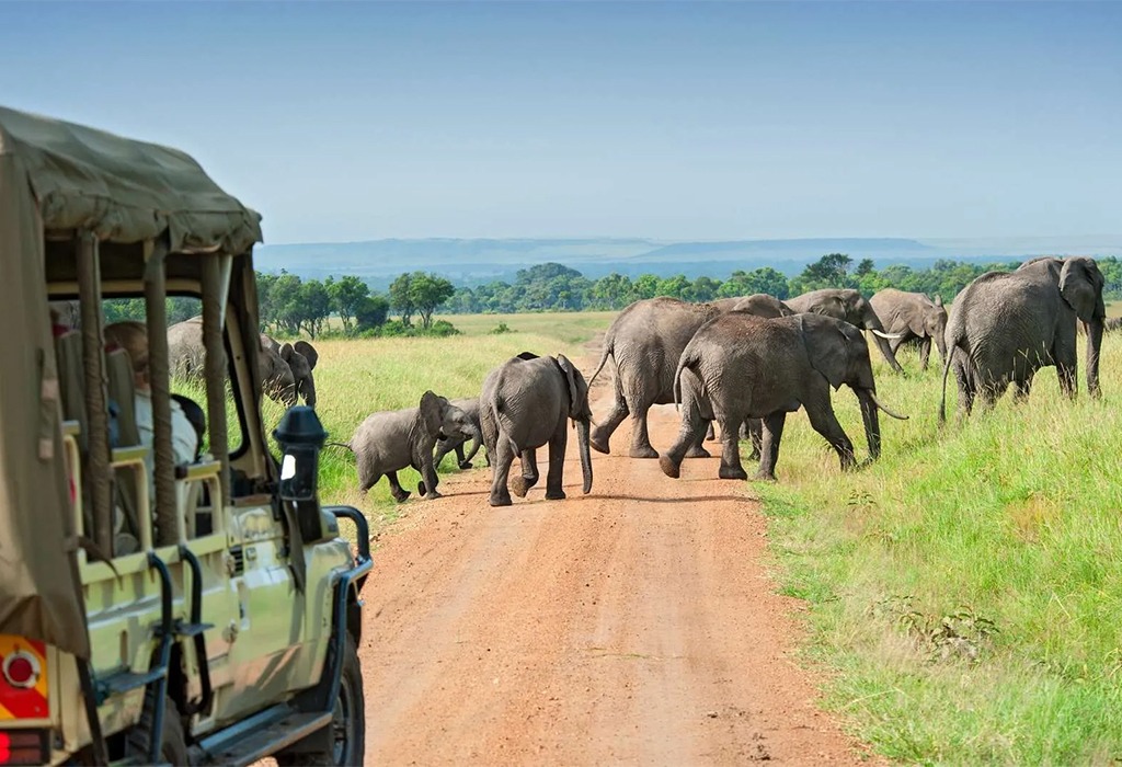 What to Do on a One-Week Safari in Kenya