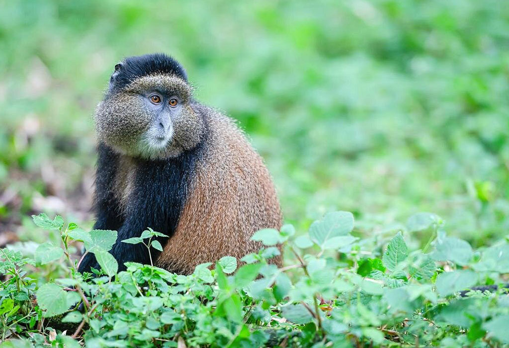 How Long to Stay with the Golden Monkeys in Mgahinga.