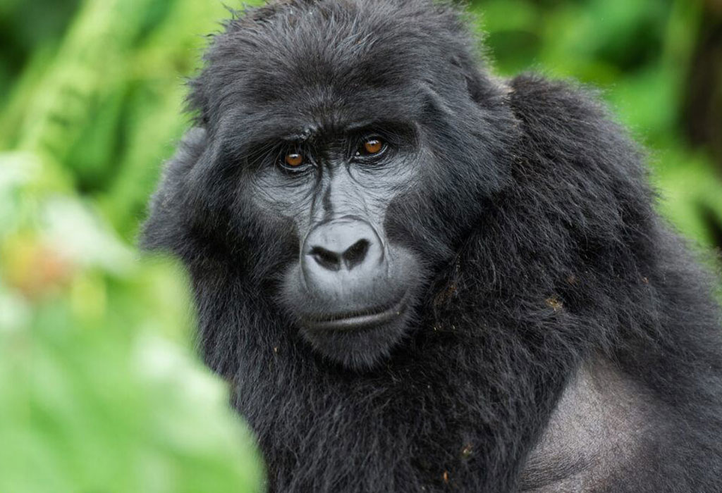 What to Pack for a Gorilla Habituation Safari in Uganda