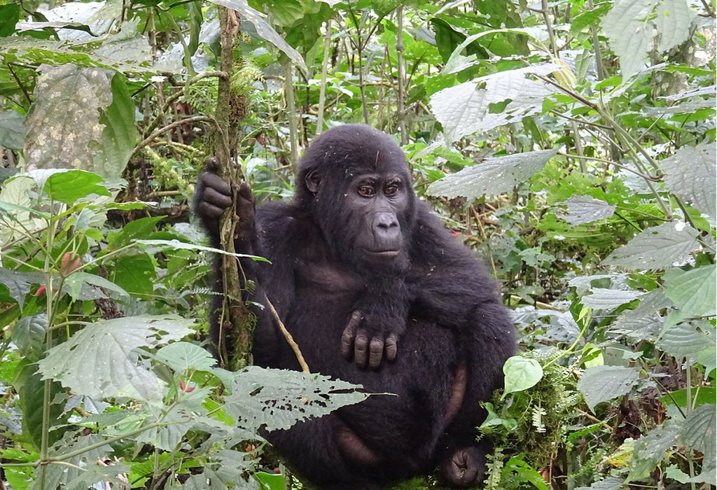 One-Hour Versus Four-Hour Gorilla Trekking