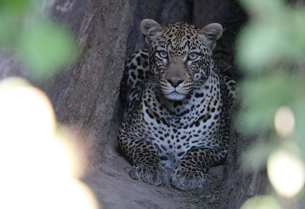  Big Five Safari in Akagera National Park