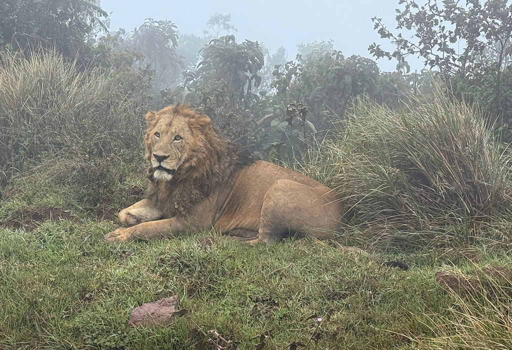 Top Destinations for Spotting Big Cats in Uganda