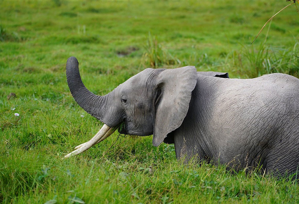 Is Uganda Good For Wildlife Safari?