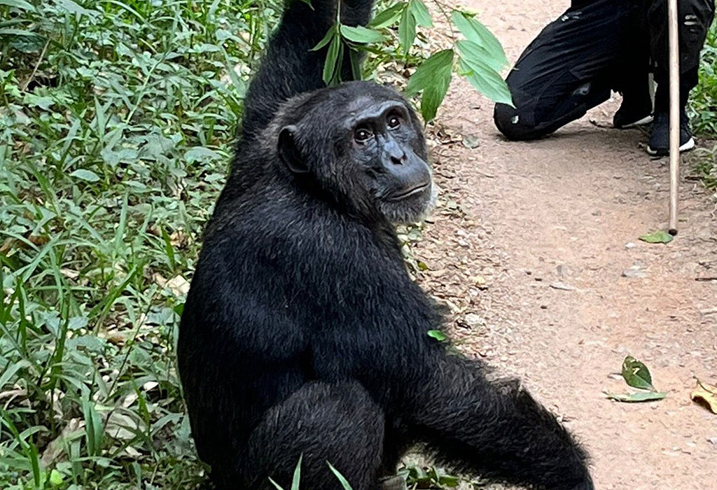 Chimpanzee Trekking in Kyambura Gorge