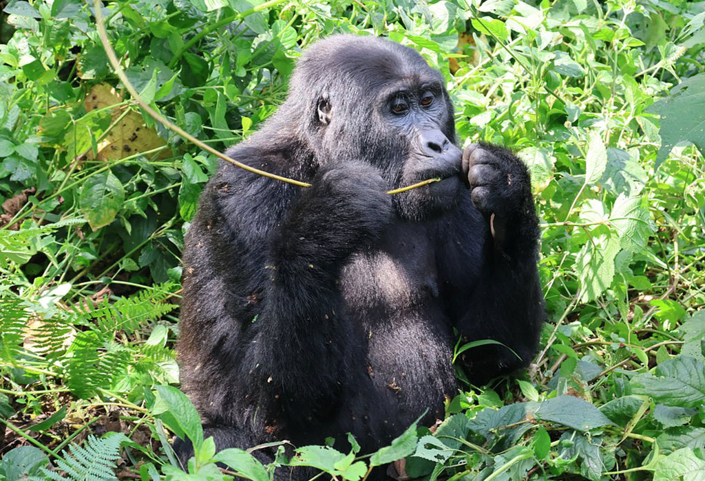 What is a Gorilla Habituation Experience?