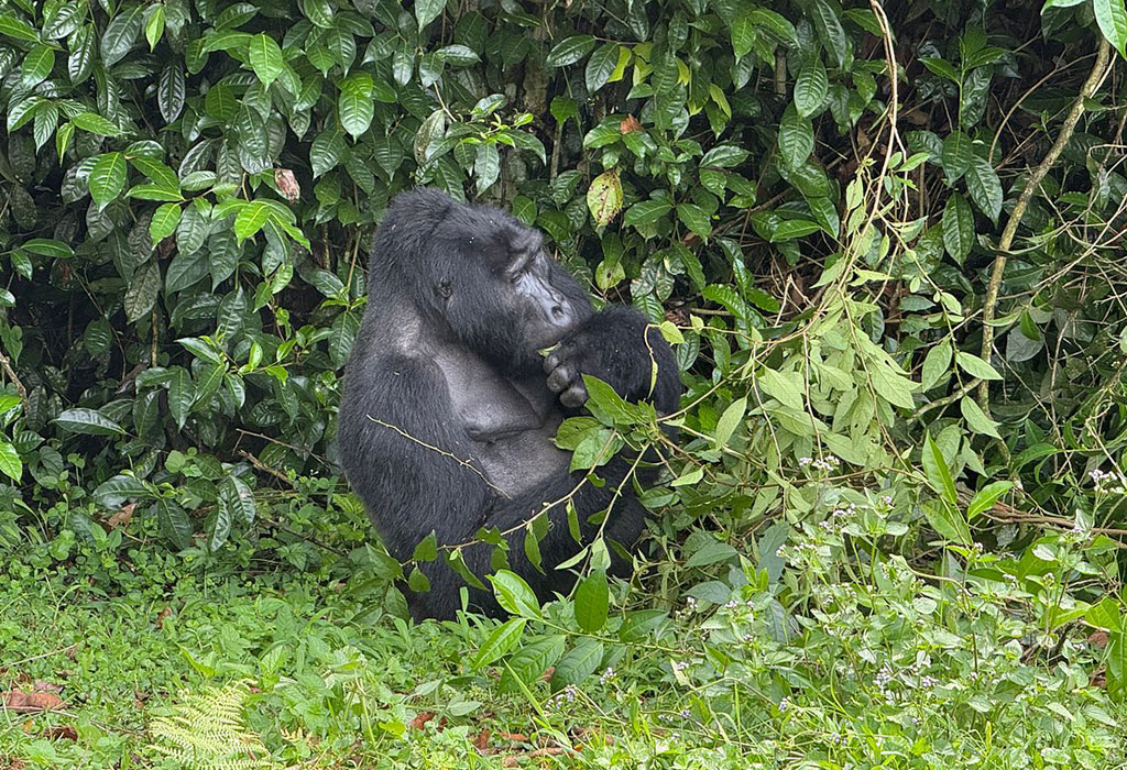 Best Way To Buy a Gorilla Permit