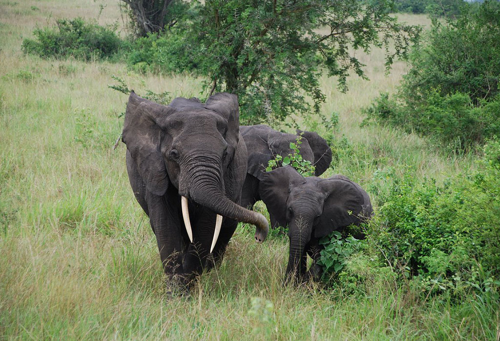 Rwanda’s Four National Parks