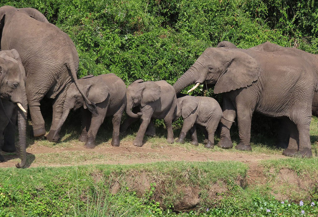 The Best Time to Visit Queen Elizabeth National Park