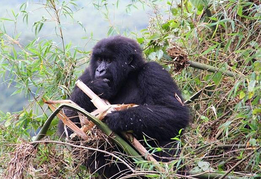Exploring Rwanda Beyond Gorilla Trekking