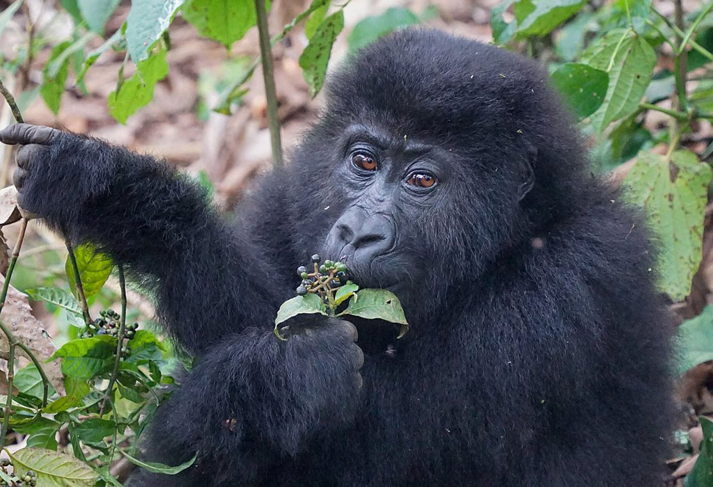 Is it safe to Visit Gorillas in Uganda?