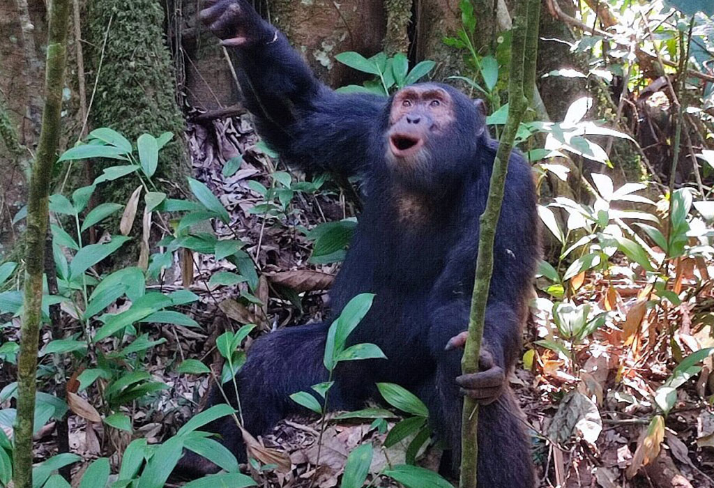 Best Places For Chimpanzee Habituation in Uganda
