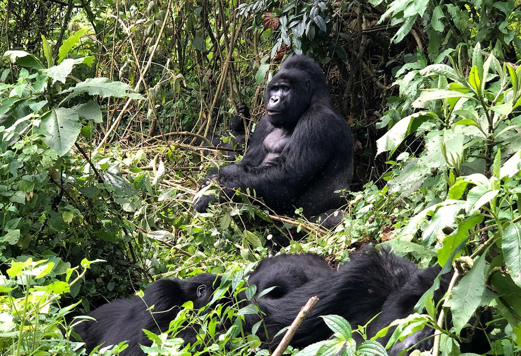 Booking Last-Minute Gorilla Safaris