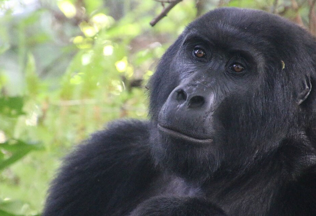 Can I Resell my Uganda Gorilla Trekking Permit if I fail to trek?