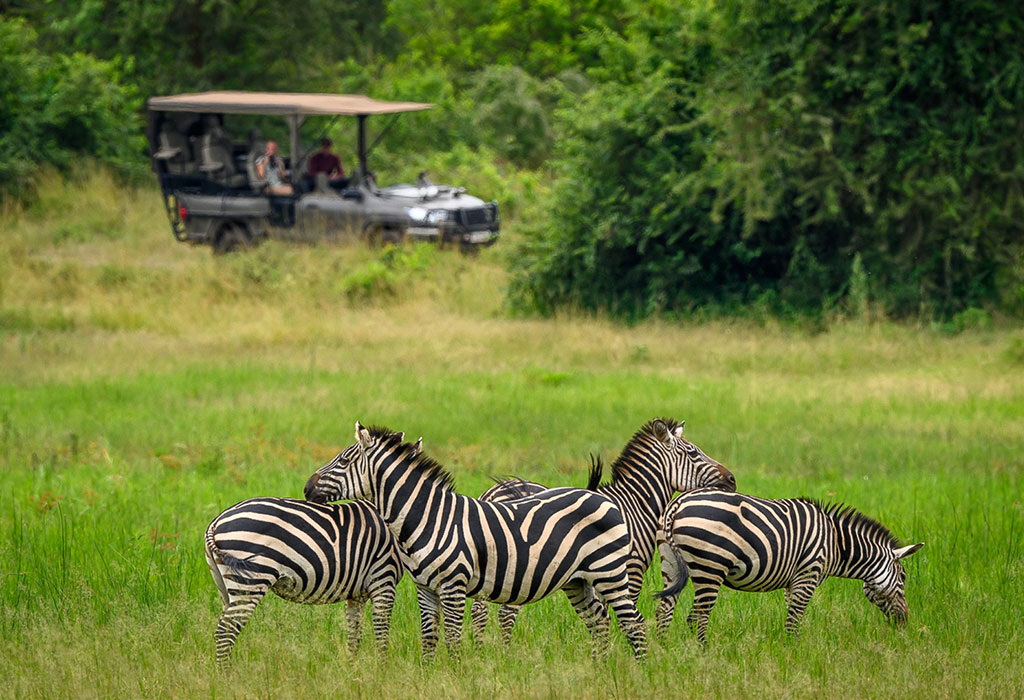 A Step-by-Step Guide to Booking a Safari in Rwanda