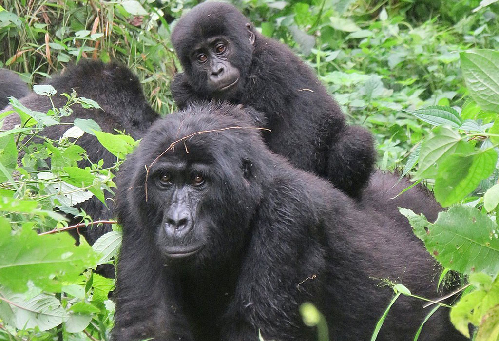 Are Gorilla Safaris in Rwanda safe?