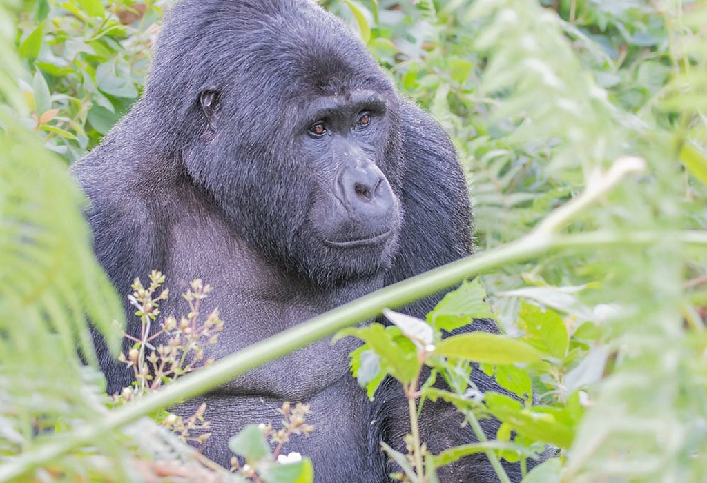 Is Tipping Customary on Rwanda Gorilla Trekking