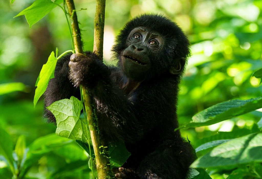 Why Gorilla Watching in Uganda is a Life-changing Adventure
