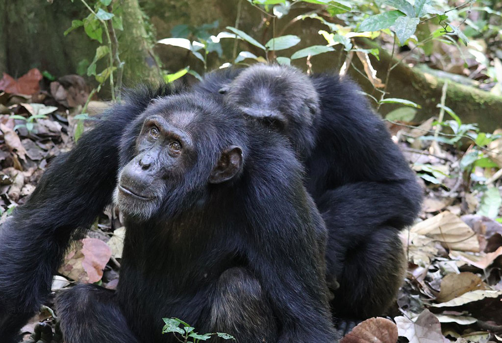 Chimpanzee trekking in Kibale Forest Uganda