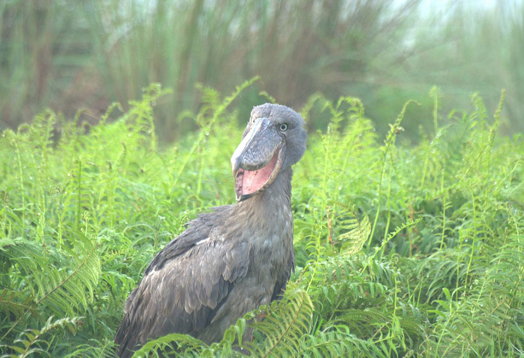 Shoebill Stork in Uganda