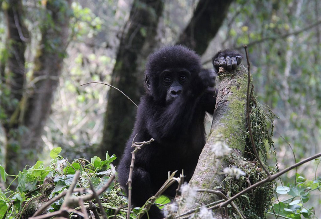 How to Get Gorilla Trekking Permits in Uganda.