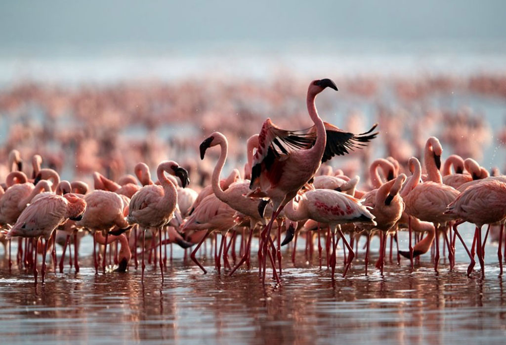 Birding in Lake Nakuru National Park