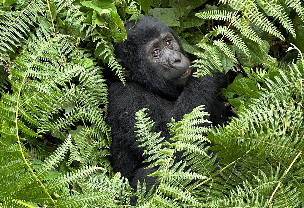 What Are The Most Popular Rwanda Safari Activities