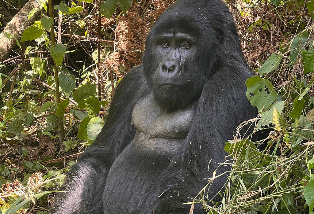 Is Gorilla Habituation in Uganda Safe Now?