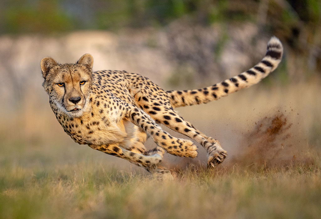Where to See Big Cats on a Tanzania safari