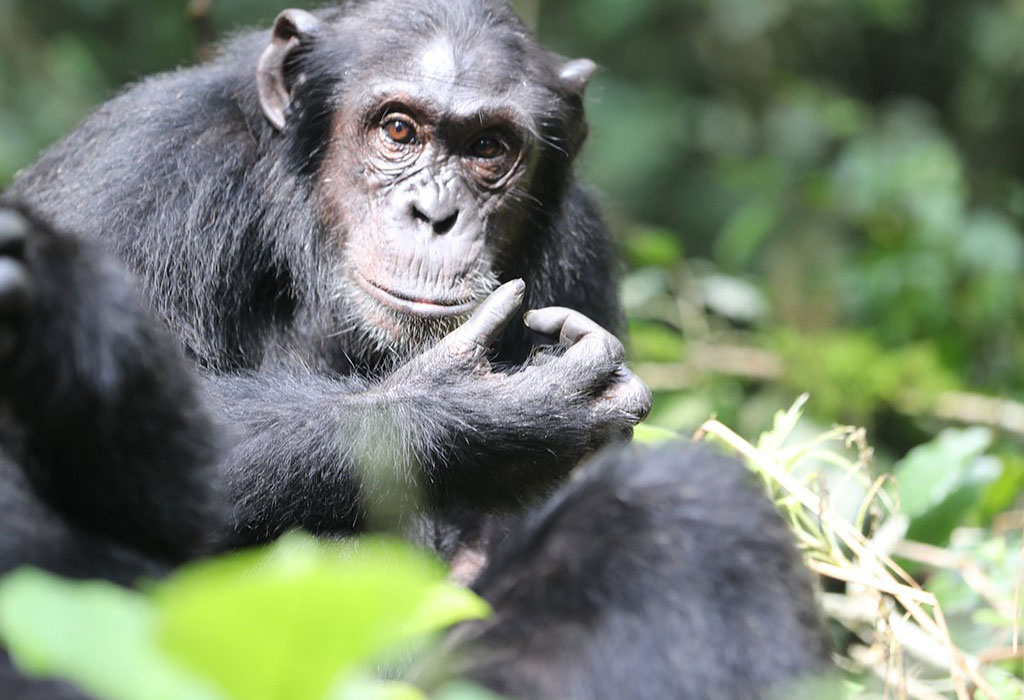 How to Spend More Time with Chimpanzees in Kibale