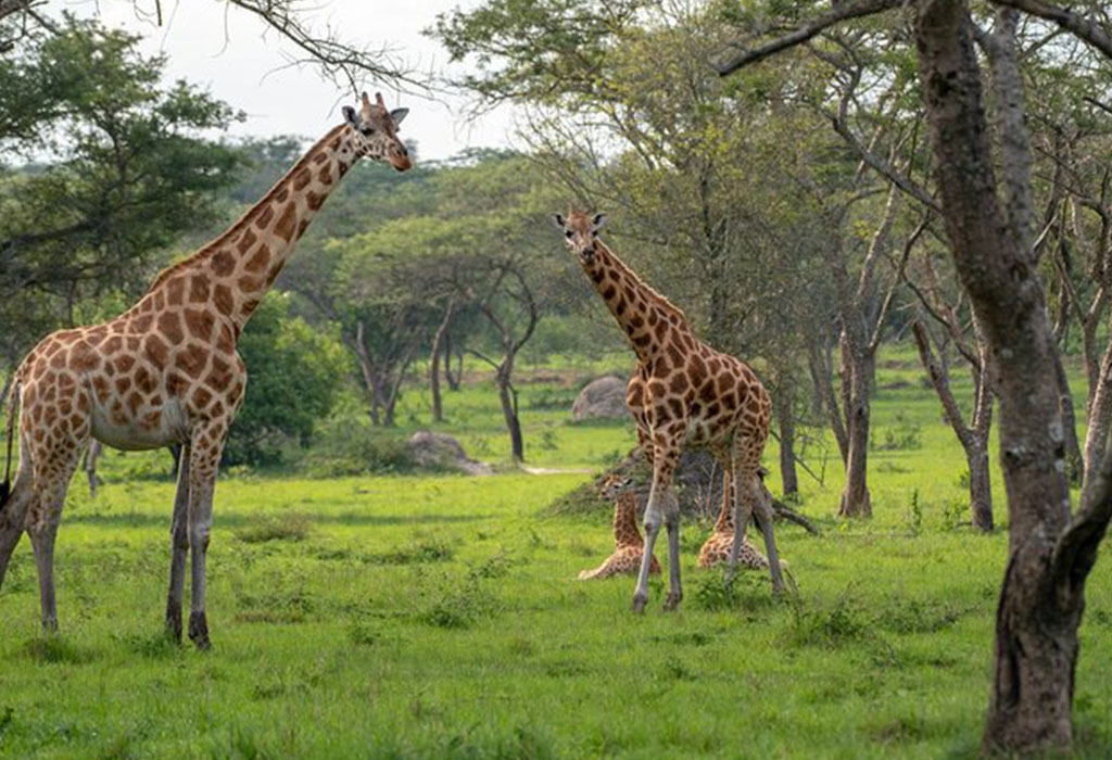 Reasons to visit Lake Mburo National Park