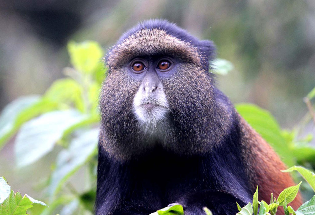 How and Where to Buy Golden Monkey Permits in Rwanda