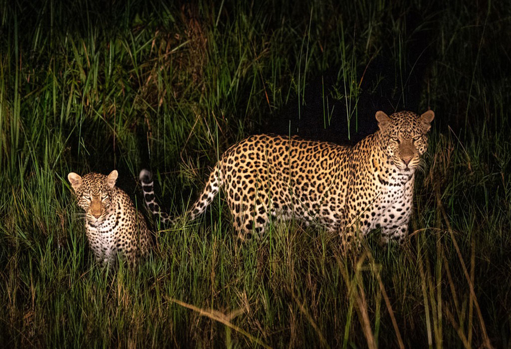 Night Game Drives in Akagera National Park