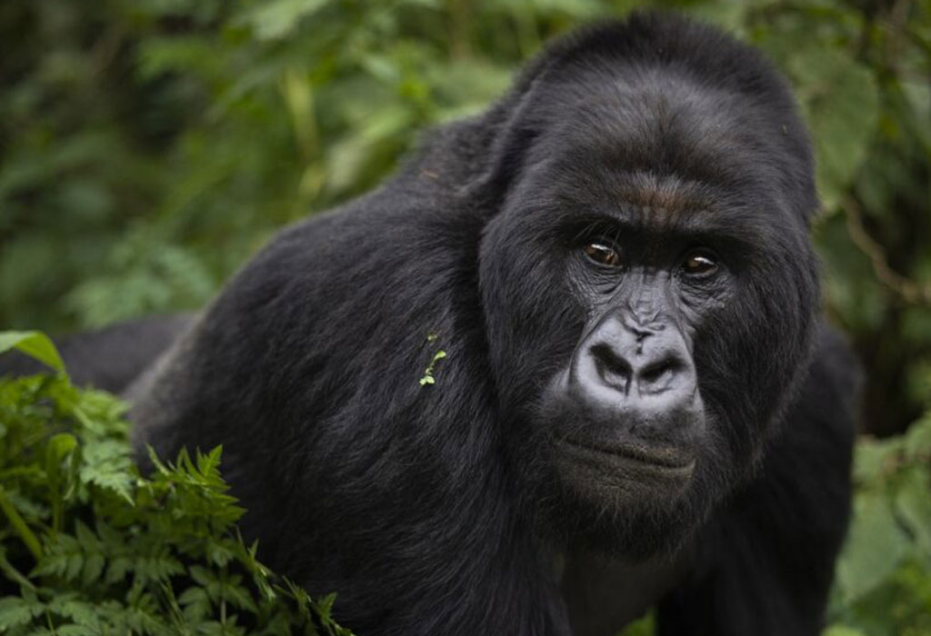 How to reschedule Rwanda Gorilla Permits