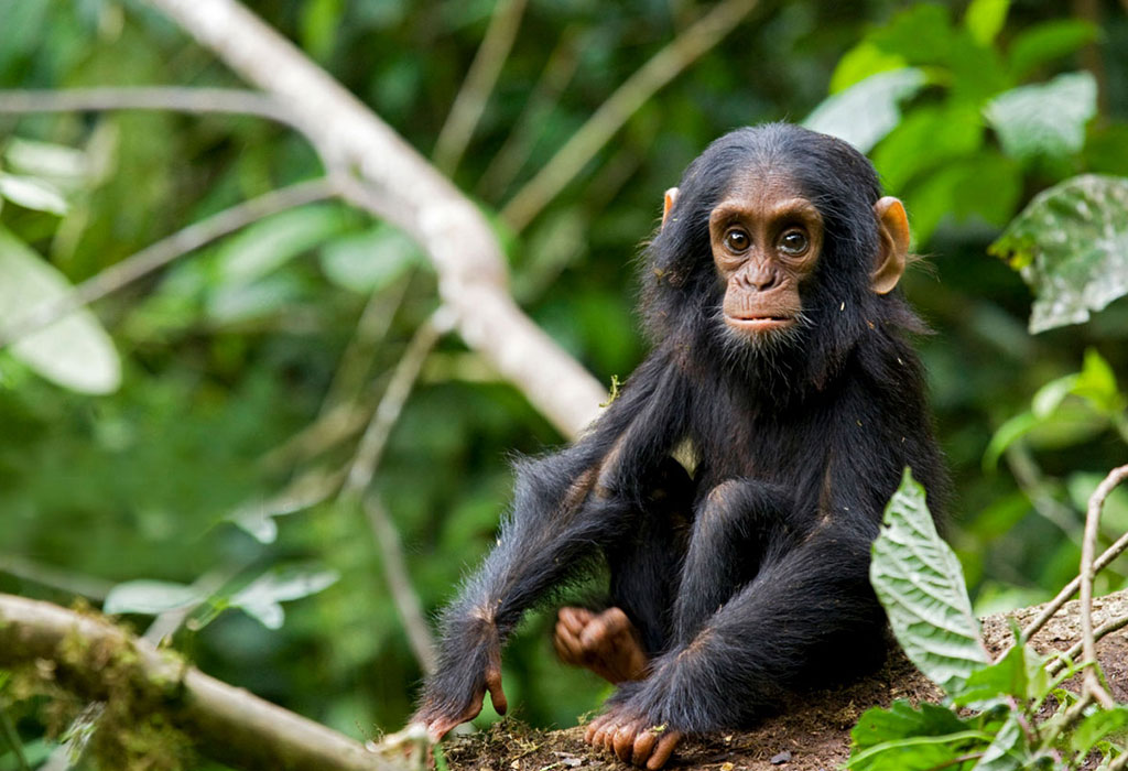 Best Time to Go for Chimpanzee Trekking in Rwanda