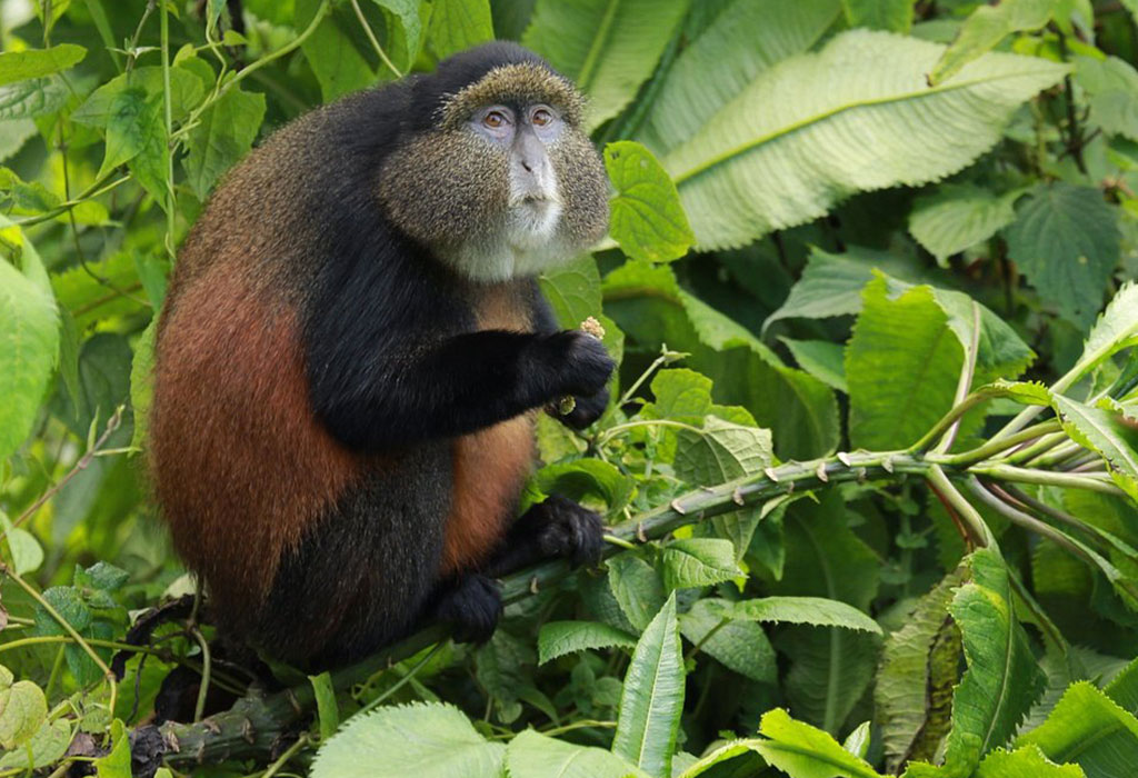 What to Expect on a Golden Monkey Trekking Safari in Volcanoes National Park