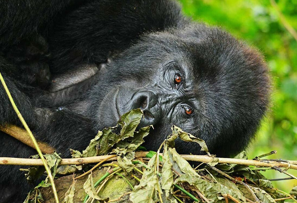The Process of Rwanda Gorilla Permit Availability and Booking