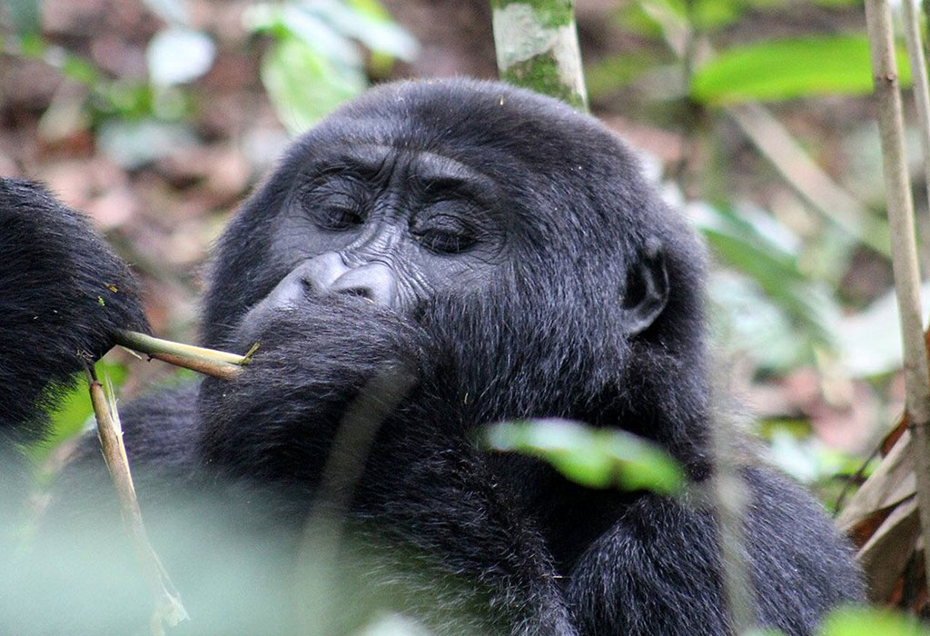 How to Plan for a Wildlife Safari in Rwanda