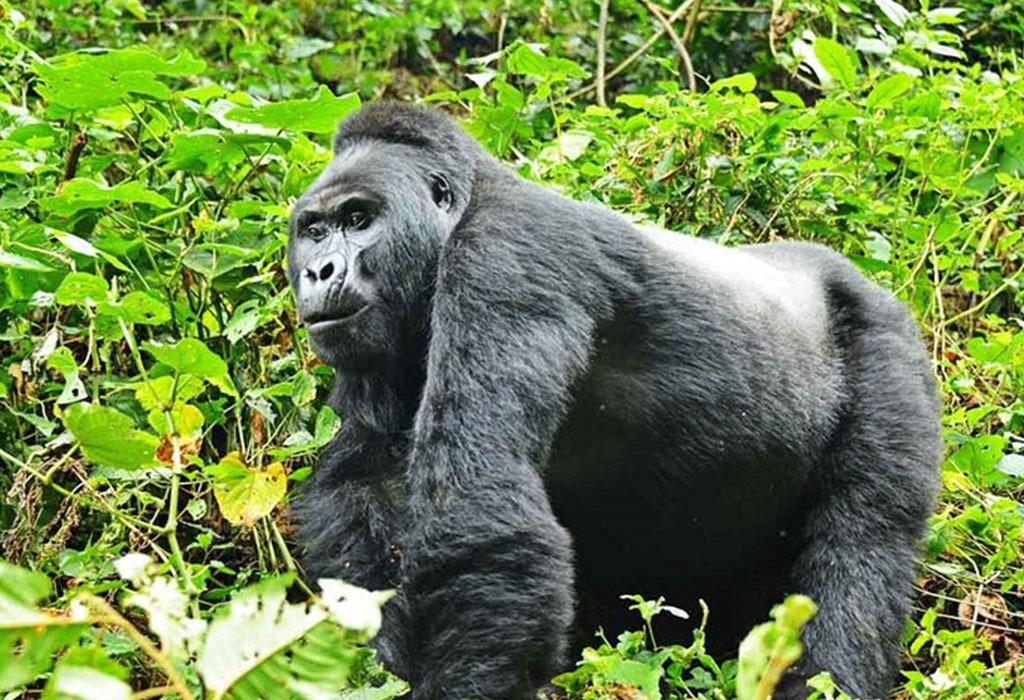 How to Apply for Extra Gorilla Permits in Uganda