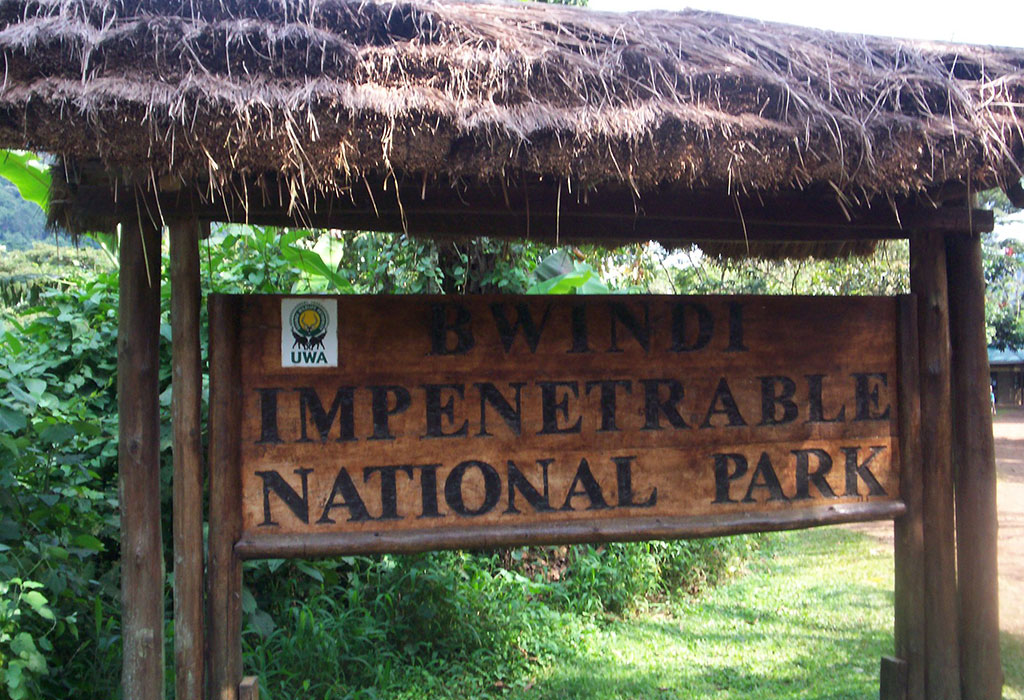 Animals to See in Bwindi Besides Gorillas