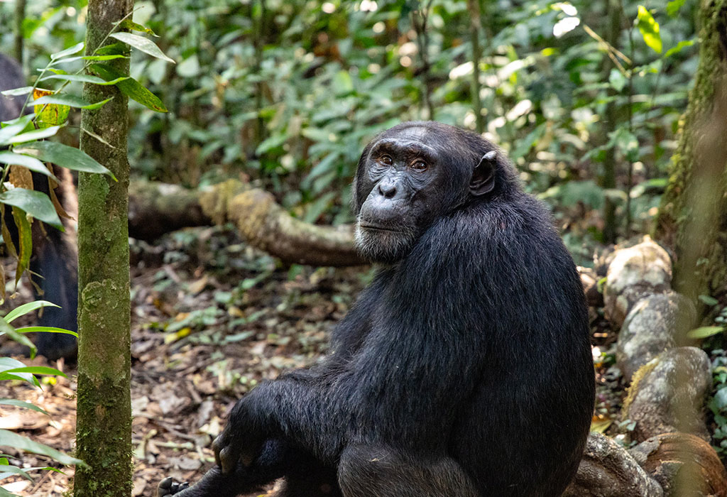 Unexpected Encounters During Chimpanzee Trekking in Kibale