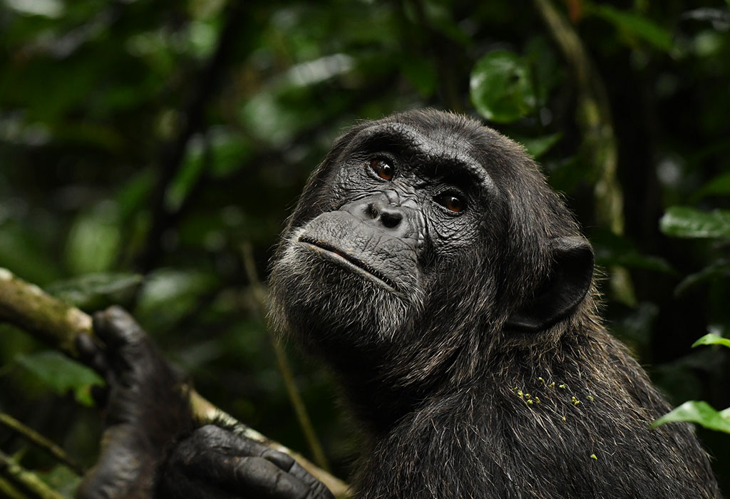 Travel Insurance for Uganda Chimpanzee Trekking