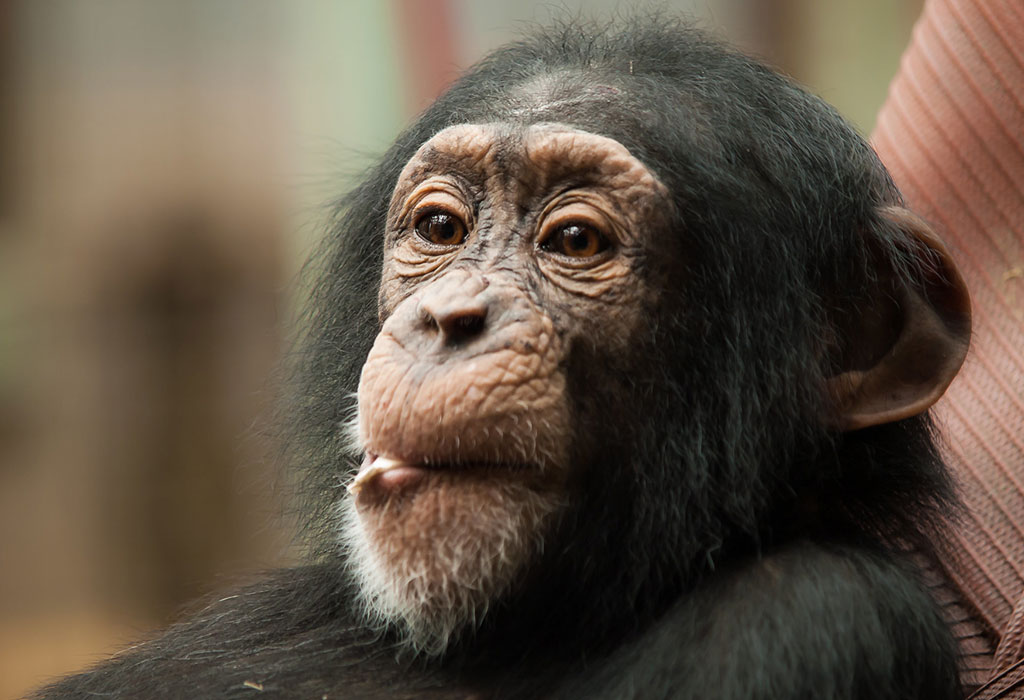 How to Book Uganda Chimpanzee Permits