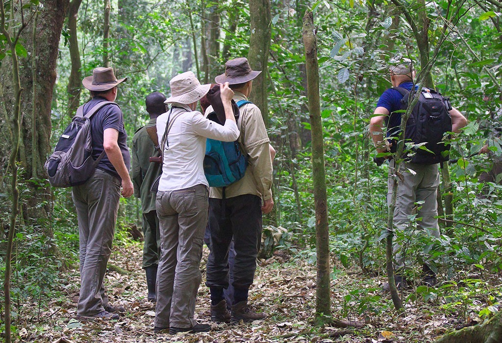 Gorilla Habituation Group Size Limitations