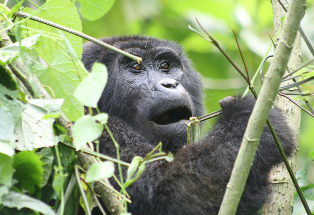 Gorilla Trekking Tips for Beginners