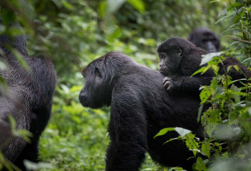 Gorilla Trekking Difficulty Levels by Sector in Bwindi 