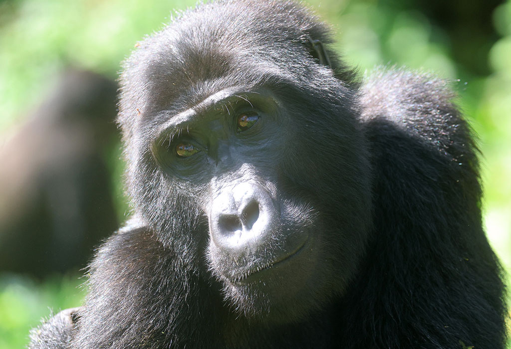 Is Rwanda Good for a Safari 