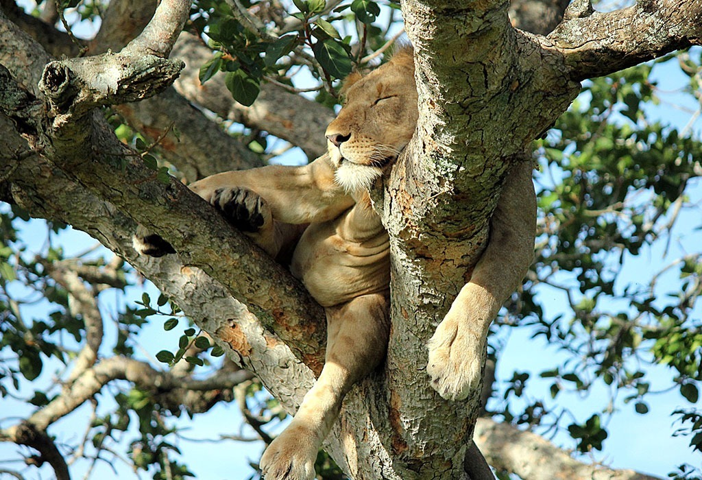 The Tree-Climbing Lions of Ishasha