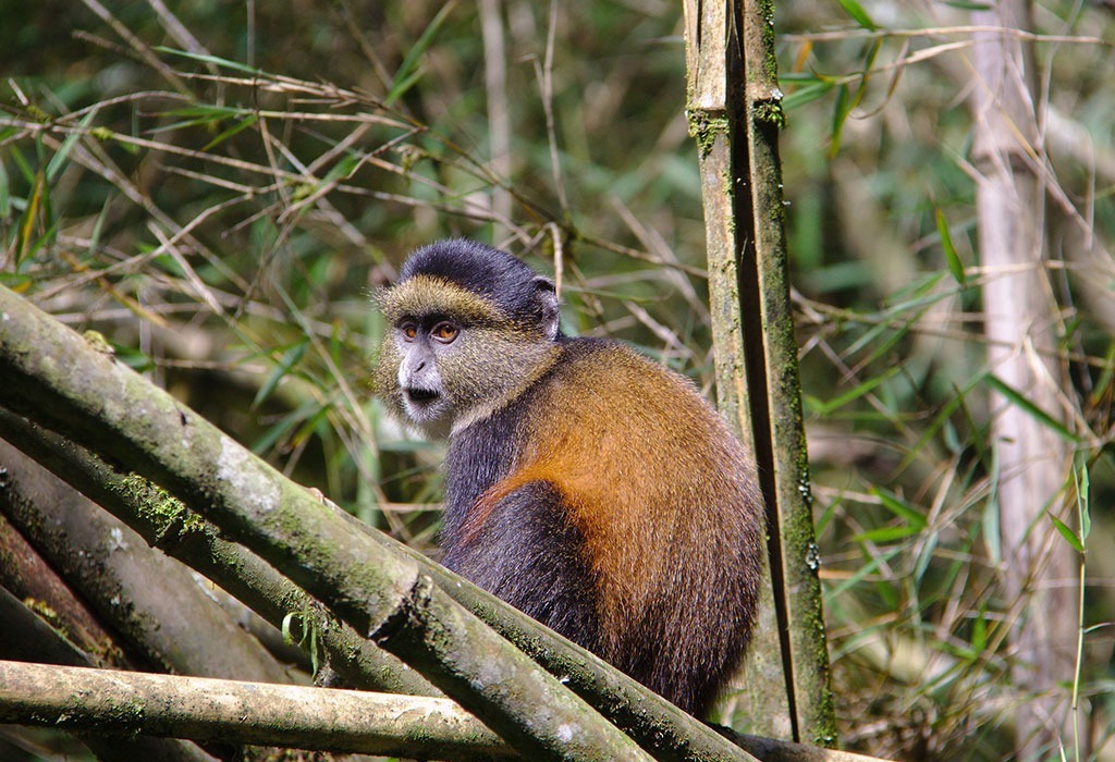Luxury Safari Experiences in Rwanda