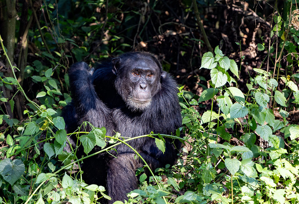 Must-See Animals on Rwanda Safari