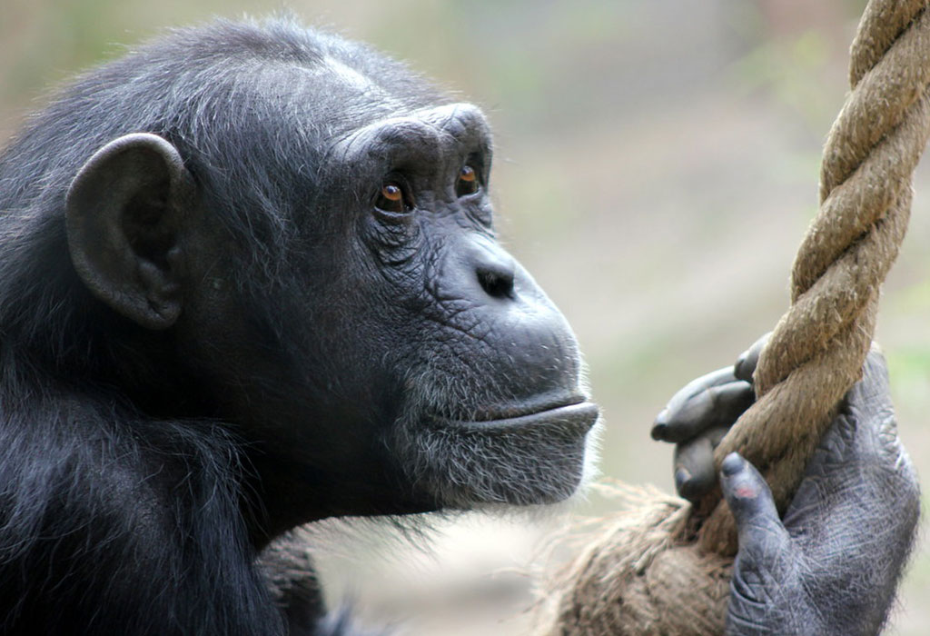 Uganda Chimpanzee Trekking for Beginners